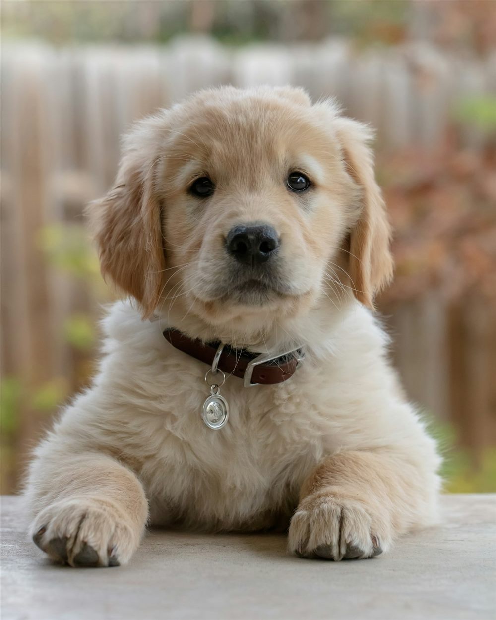 Golden retriever puppy with a collar and tag sitting outdoors